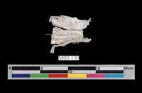 藏品(石棉)的圖片